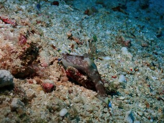 Fototapeta premium Nembrotha lineolata, nudibranch in Siquijor