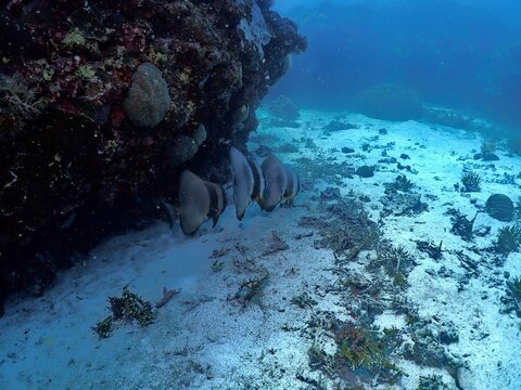 Tiera batfish in Maite Sanctuary, Siquijor