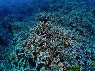 Coral reef and divers in San Juan, Siquijor