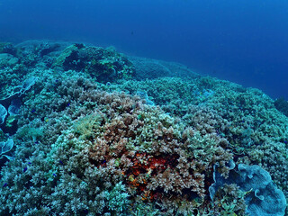 Hard coral reef in Siquijor