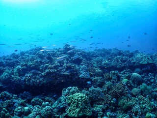 Fototapeta na wymiar Coral reef in Siquijor island