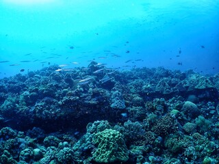 Coral reef in Siquijor island