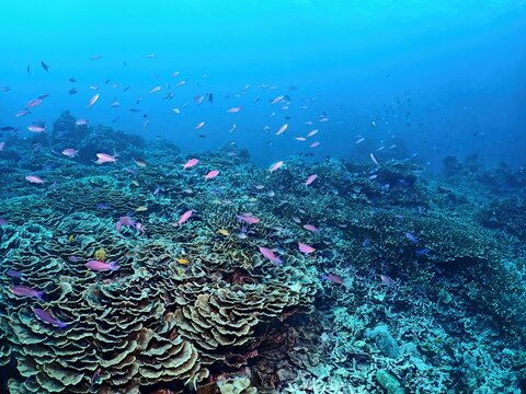 Yellowstriped fairy basslet in Siquijor