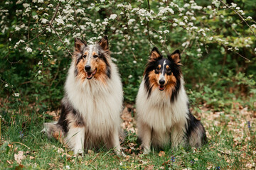 Amerikanischer Collie