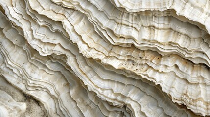 Macro Shot of Rough Oyster Shell Texture, Detailed Close-Up of Layered Organic Patterns, Perfect for Print Design and Nature Study