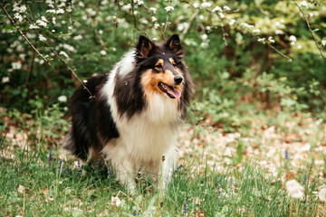 Amerikanischer Collie