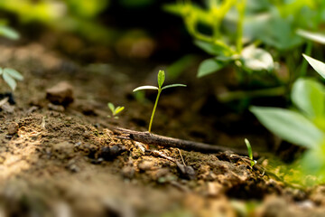 Close up young green gram seedling growing on fertile soil with dew from raining on green bokeh background. Earth day concept