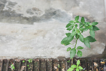 A small chili plant that is beginning to grow well and has bright green leaves. occur naturally
