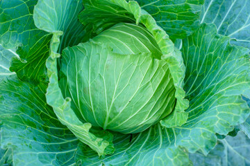 Close up of Green cabbage head in the garden