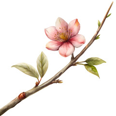 Obraz premium Twig Flower PNG use for botanical illustrations, natural decor, floral arrangements, greeting cards, wedding invitations, nature-themed, crafts, scrapbooking, home decor