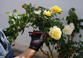 Man's hands pruning rose bushes. Cutting yellow roses.