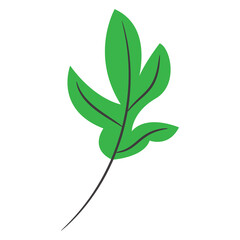 green leaf isolated on white background