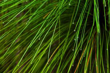 Detail of dew droplets on the ends of longleaf pine needles in Francis Marion National Forest, South Carolina