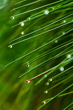 Detail of dew droplets on the ends of longleaf pine needles in Francis Marion National Forest, South Carolina