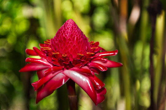 Fototapeta Hawaiian torch ginger along the Road to Hana, Maui