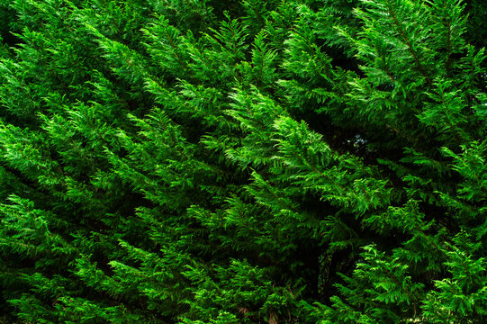 A background of evergreen hedges pointing left