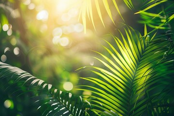 sunlight filtering through palm tree leaves tropical nature background