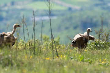 Vautour fauve,.Gyps fulvus, Griffon Vulture, Parc naturel régional des grands causses 48, Lozere, France