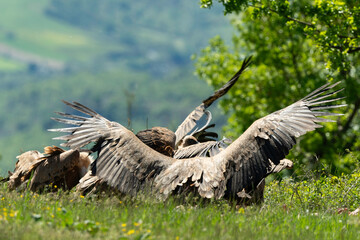 Vautour fauve,.Gyps fulvus, Griffon Vulture, Parc naturel régional des grands causses 48, Lozere, France