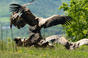 Vautour fauve,.Gyps fulvus, Griffon Vulture, Parc naturel régional des grands causses 48, Lozere, France
