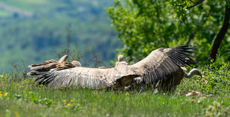 Vautour fauve,.Gyps fulvus, Griffon Vulture, Parc naturel régional des grands causses 48, Lozere, France