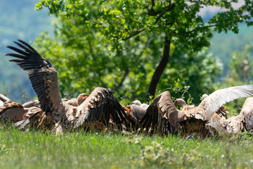Vautour fauve,.Gyps fulvus, Griffon Vulture, Parc naturel régional des grands causses 48, Lozere, France