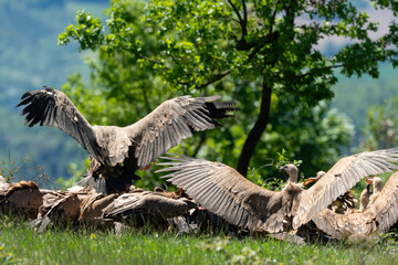 Vautour fauve,.Gyps fulvus, Griffon Vulture, Parc naturel régional des grands causses 48, Lozere, France