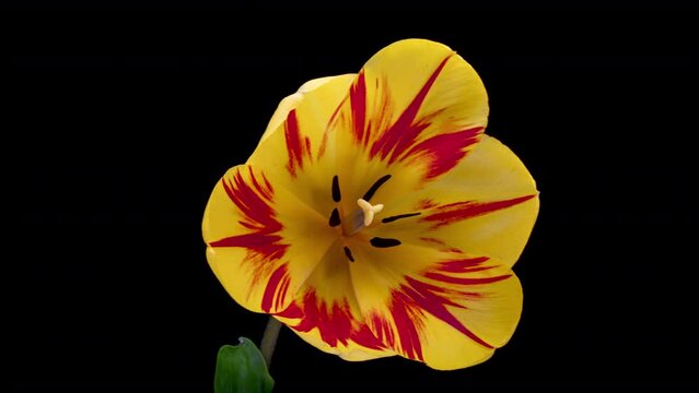 Opening of beautiful large yellow Tulip flower on black background. Springtime. Holiday. Celebration, Love, birthday Time lapse. Close up. 4K
