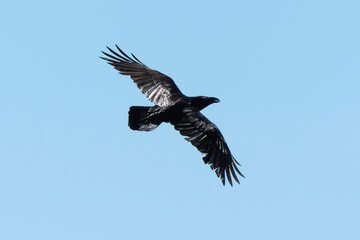 Grand Corbeau,.Corvus corax, Northern Raven