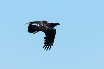 Grand Corbeau,.Corvus corax, Northern Raven