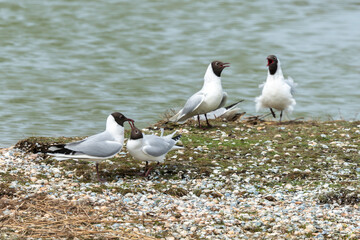 Fototapeta premium Mouette rieuse, nid,.Chroicocephalus ridibundus, Black headed Gull