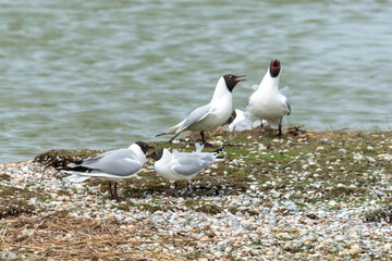Mouette rieuse, nid,.Chroicocephalus ridibundus, Black headed Gull