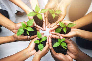 Group, hands and circle with herbs for earth day or environment, sustainability and diversity in ecology. Team, people or plants in soil for accountability in nature, cooperation for carbon footprint