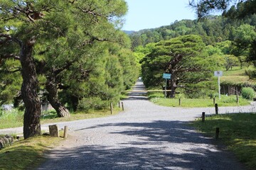 Pine Tree Avenue in Shugakuin Imperial Villa, Kyoto, Japan