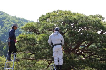 Craftsmen pruning a pine tree in Shugakuin Imperial Villa, Kyoto, Japan