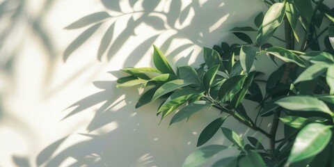 A leafy green plant casts a shadow on a white wall. The shadow is long and thin, stretching across the wall. The plant is lush and vibrant, and the shadow adds a sense of depth