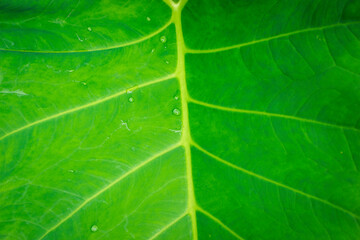 Green leaf texture with water drop for background