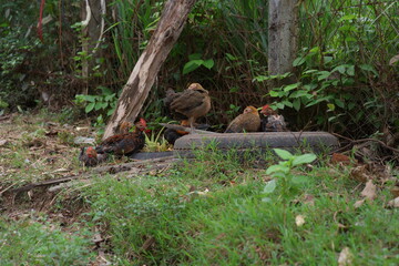 a sparrow sitting on the grass
