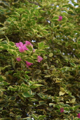 flowers in the water
