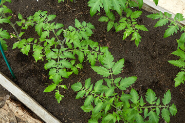 Young tomato plants grow in a greenhouse. Concept of healthy organic nutrition and agriculture. 