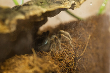 Mexican Red Knee Tarantula Juvenile Size Spider