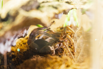 Mexican Red Knee Tarantula Juvenile Spider Molting