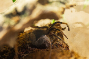 Mexican Red Knee Tarantula Juvenile Spider Molting