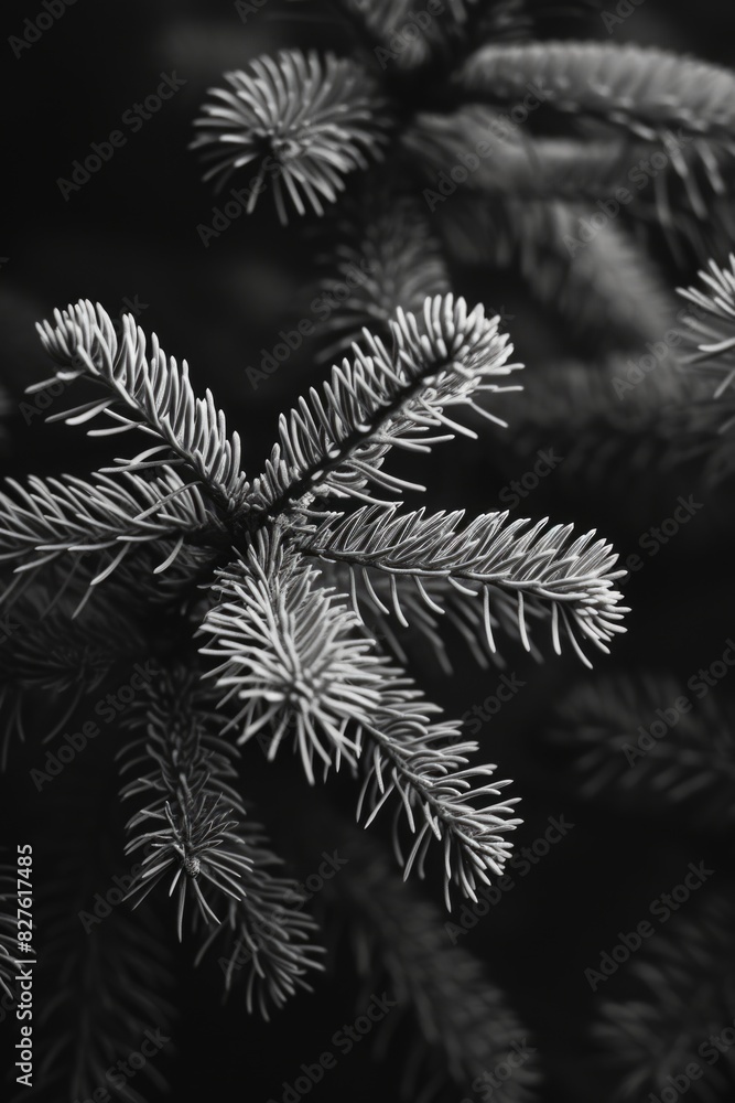 Poster a close up of a tree branch with a black and white filter. the branch is full of needles and he is i