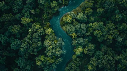 Obraz premium Aerial View of Winding River in Forest 
