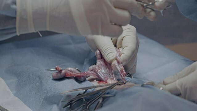 Emergency surgery in a veterinary hospital. Removal of the uterus from an animal. Pyometra