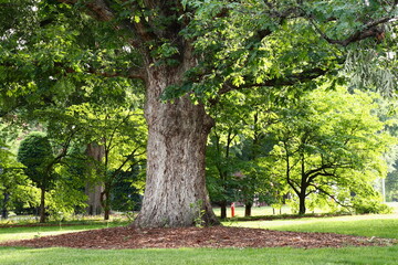 Thick Trunk of Old White Oak Tree in Verdant Park
