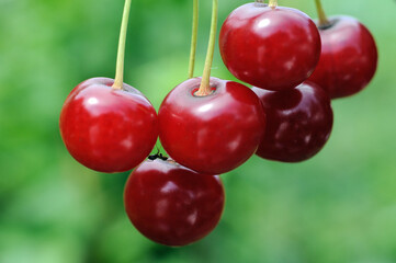  close-up of the ant at the cluster of ripening cherries 