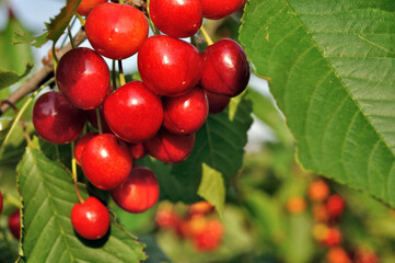 Obraz premium close-up of ripe cherries on a tree in the garden 