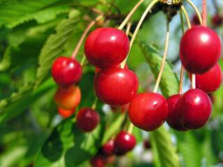 close-up of ripe cherries on a tree in the garden 